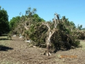 2013-Ex-Cyclone-Oswald-damage-02