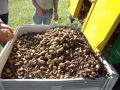 demo-pecan-nut-harvesting-equipment-harvest-01