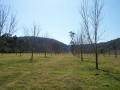Field-Day-Frank-Andrea-Boyle-orchard-Lismore-NSW-00