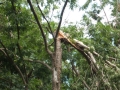 damage-01-ex-cyclone-oswald-snapped-tree