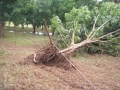 damage-03-ex-cyclone-oswald-uprooted-tree-&-irrigation