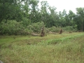 damage-04-ex-cyclone-oswald-uprooted-trees