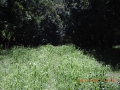 interrow-04-mature-cover-crop