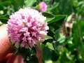 interrow-11-red-clover-flower