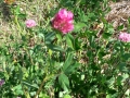 interrow-12-red-clover