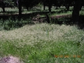 interrow-13-smothergrass-in-seed