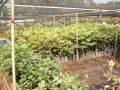 nursery-12-pecan-seedlings