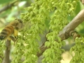 nuts-&-flower-01-bee-and-pollen