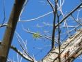 nuts-&-flower-03-budburst-on-mature-tree