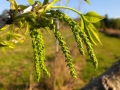 nuts-&-flower-05-catkin-closeup