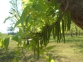 nuts-&-flower-06-catkins