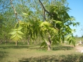 nuts-&-flower-13-immature-catkins-on-mature-tree