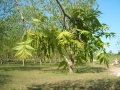 nuts-&-flower-13-immature-catkins-on-mature-tree