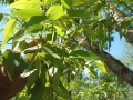 nuts-&-flower-15-immature-male-&-female-flowers