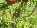 nuts-&-flower-16-male-flowers-catkins