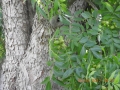 nuts-&-flower-23-nuts-on-a-mature-tree