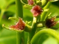 nuts-&-flower-24-pistil-closeup