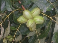 nuts-&-flower-29-six-in-a-bunch