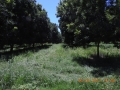 orchard-05-unmowen-mature-orchard