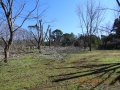 pruning-09-manual-pruning-of-large-trees