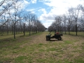 pruning-11-mechanically-hedged-rows