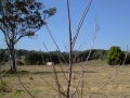 pruning-16-young-tree-01