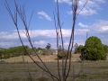 pruning-18-young-tree-03
