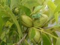 wildlife-01-tree-frog-&-nuts