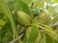 wildlife-02-closer-tree-frog-&-nuts