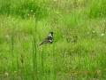 wildlife-03-magpie-on-orchard-floor