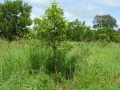 young-trees-01-before-mowing