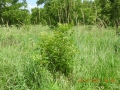 young-trees-04-young-pecan